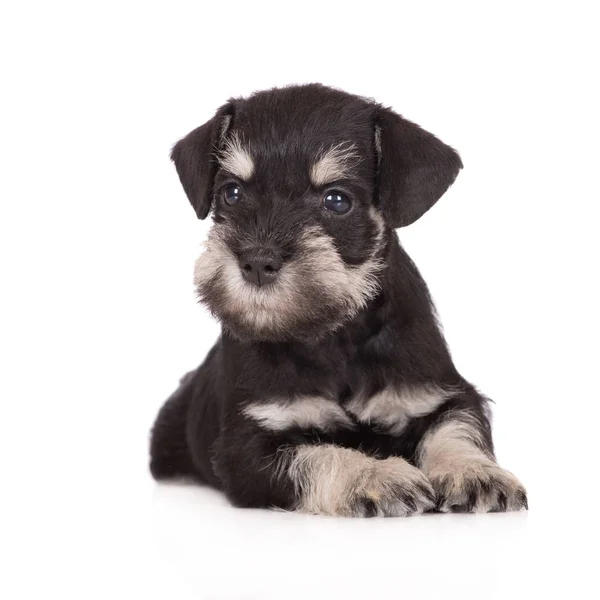 Preto Miniatura Schnauzer Cachorro Fundo Branco — Fotografia de Stock