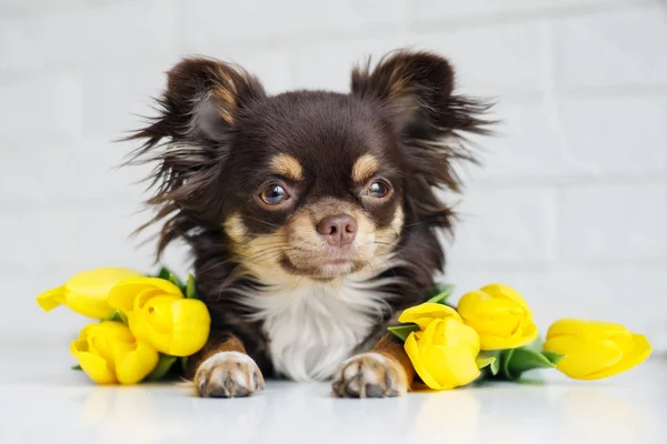 Chihuahua Hund Poserar Med Gula Tulpaner Inomhus — Stockfoto
