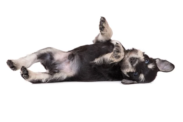 Grappig Schnauzer Puppy Liggend Zijn Rug Witte Achtergrond — Stockfoto