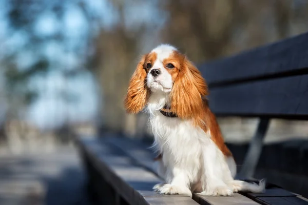 King Charles Spaniel Σκυλί Κάθεται Ένα Παγκάκι — Φωτογραφία Αρχείου