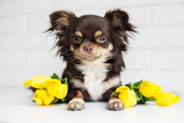 Chihuahua Cane Posa Chiuso Con Fiori Gialli — Foto Stock