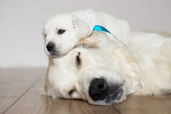Golden Retriever Cachorro Durmiendo Madre — Foto de Stock