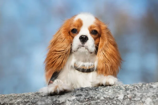 Cavalier Βασιλιάς Charles Spaniel Σκυλί Πορτρέτο Εξωτερικούς Χώρους — Φωτογραφία Αρχείου