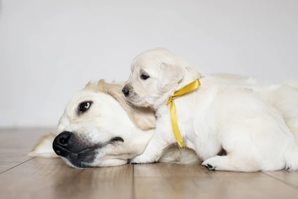 Perro Recuperador Oro Con Cachorro Acostado Suelo —  Fotos de Stock