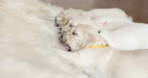Newborn Puppies Feeding Mom — Stock Photo, Image