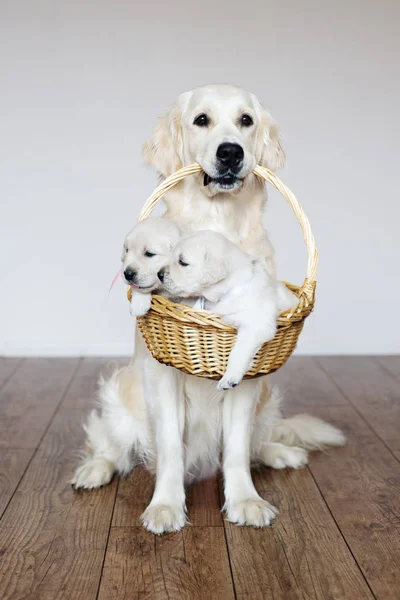 Golden Retriever Cão Segurando Uma Cesta Com Filhotes Dentro Casa — Fotografia de Stock