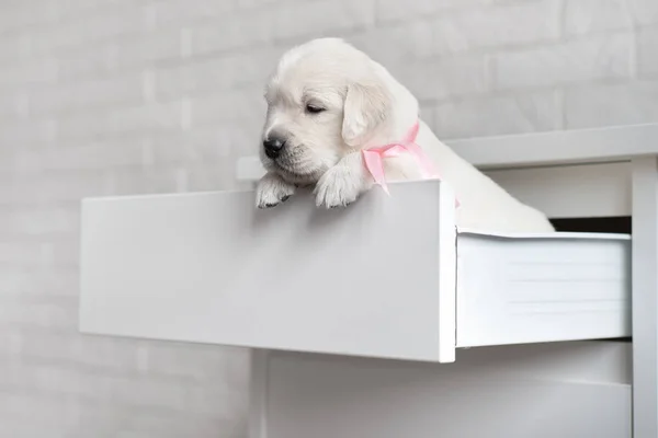 Golden Retriever Chiot Posant Dans Une Étagère — Photo