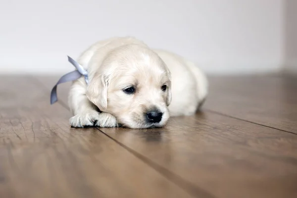Golden Retriever Puppy Posing Indoors — Stock Photo, Image