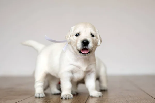 Golden Retriever Puppy Posing Indoors — Stock Photo, Image