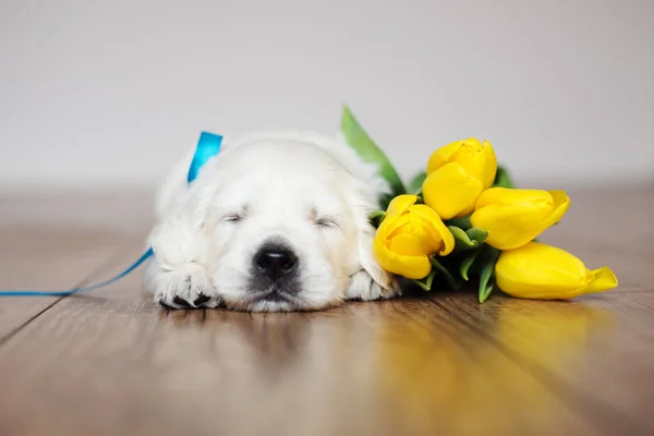 Cachorro Golden Retriever Com Flores Amarelas Chão — Fotografia de Stock