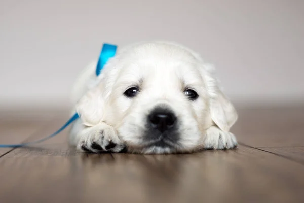 Adorable Golden Retriever Puppy Lying Floor — Stock Photo, Image