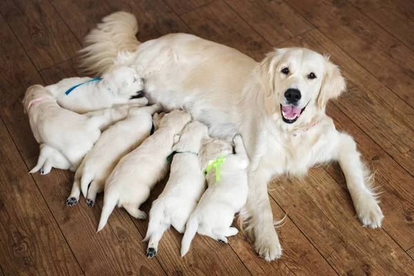 happy golden retriever dog feeding puppies, top view