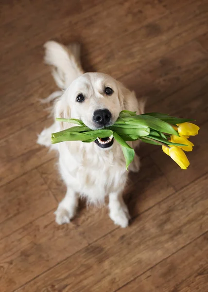 Golden Retriever Chien Tenant Bouquet Fleurs Jaunes Intérieur Vue Dessus — Photo