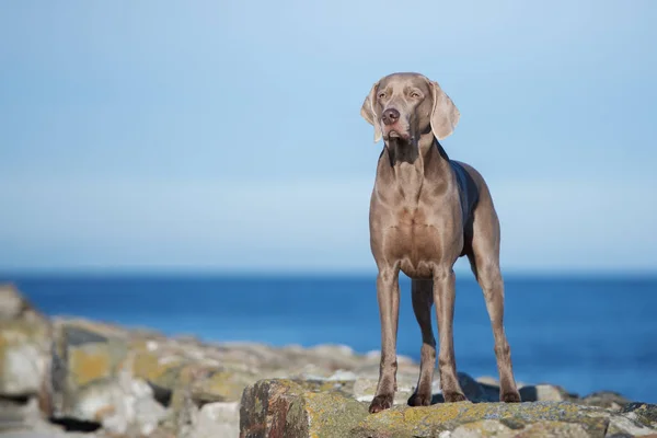 Krásný Weimaraner Pes Pózující Pláži — Stock fotografie