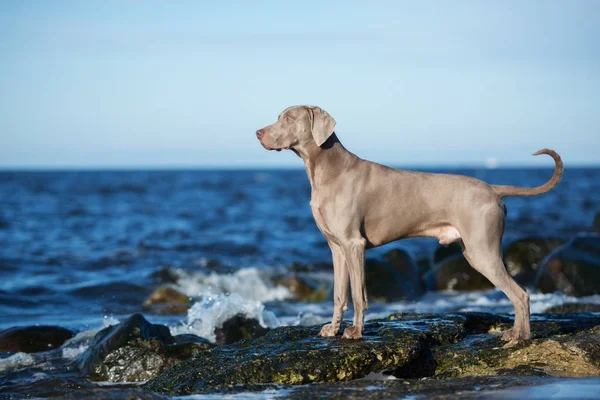 Krásný Weimaraner Pes Pózující Pláži — Stock fotografie