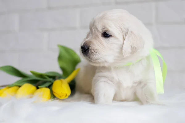 Golden Retriever Puppy Posing Indoors Yellow Flowers — Stock Photo, Image