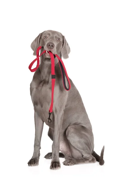 Weimaraner Perro Con Correa Roja Boca Sobre Fondo Blanco —  Fotos de Stock