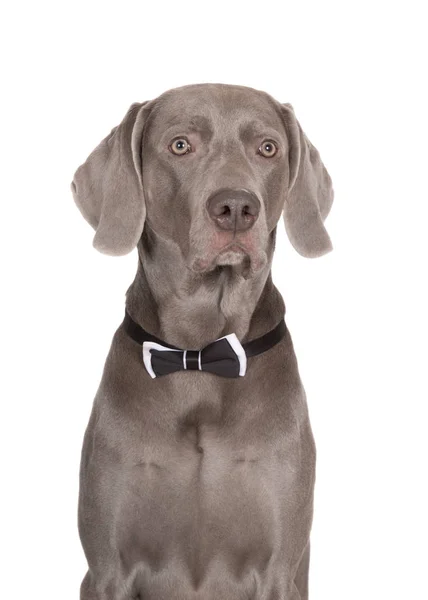 Weimaraner Hond Poseren Witte Achtergrond — Stockfoto