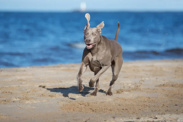 Weimaraner Pes Běží Pláži — Stock fotografie