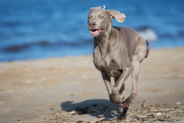 Weimaraner Pes Běží Pláži — Stock fotografie