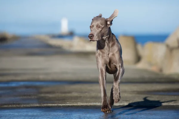 Weimaraner Dog Running Beach — Stock Photo, Image