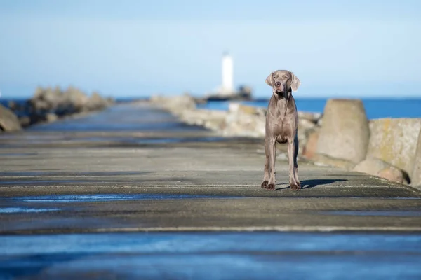 Weimaraner Pes Pózující Pláži — Stock fotografie