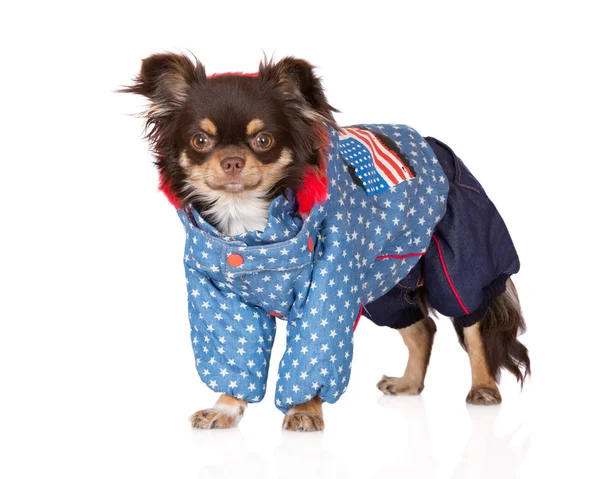 Brown Chihuahua Dog Winter Clothes White Background — Stock Photo, Image