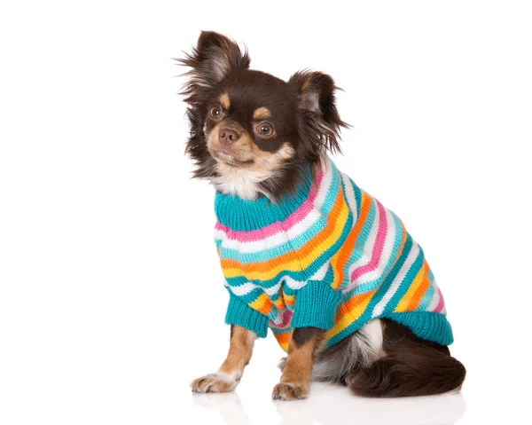 Brauner Chihuahua Hund Winterkleidung Auf Weißem Hintergrund — Stockfoto