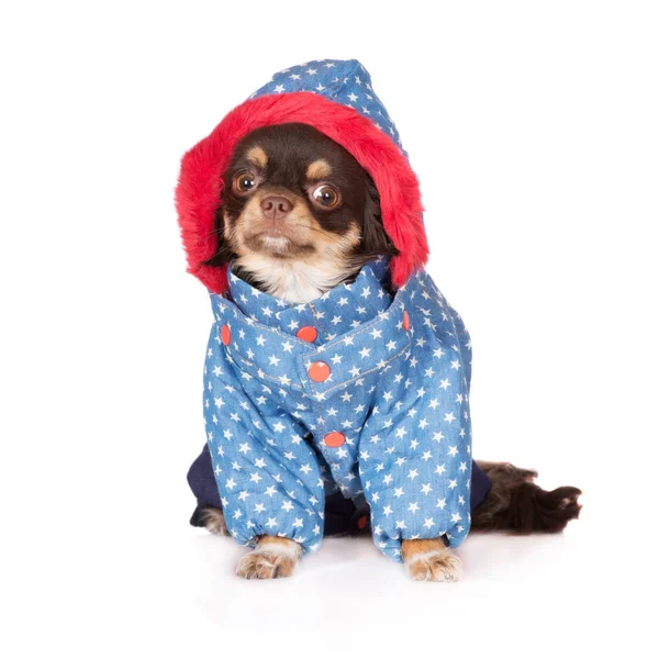 Bruine Chihuahua Hond Winterkleding Witte Achtergrond — Stockfoto