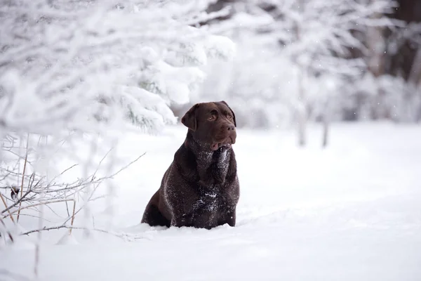 Marrone Cane Labrador Posa All Aperto Inverno — Foto Stock