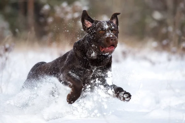 Gelukkige Bruine Labrador Hond Loopt Buiten Winter — Stockfoto