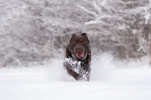 Felice Cane Labrador Marrone Correre All Aperto Inverno — Foto Stock