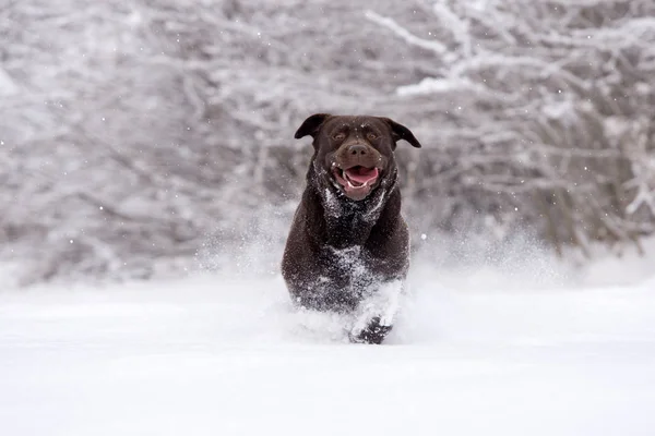 Glad Brun Labrador Hund Kör Utomhus Vintern — Stockfoto