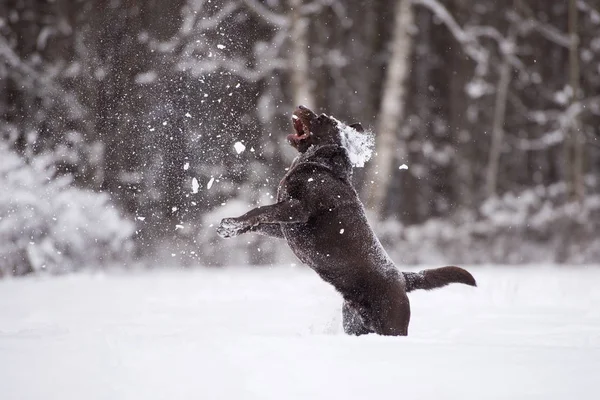 Feliz Cão Labrador Marrom Correndo Livre Inverno — Fotografia de Stock