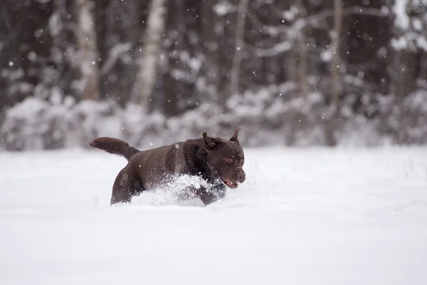 Gelukkige Bruine Labrador Hond Loopt Buiten Winter — Stockfoto