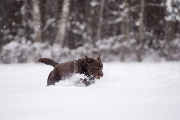 Heureux Chien Labrador Brun Courant Extérieur Hiver — Photo