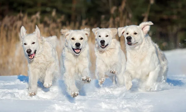 four happy golden retriever dogs running in the snow