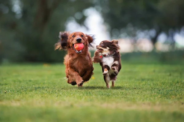 Zwei Glückliche Hunde Die Zusammen Freien Spielen lizenzfreie Stockbilder