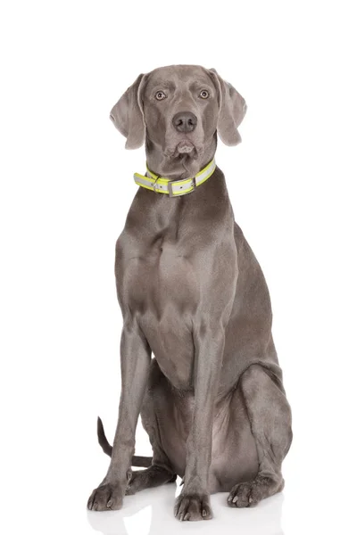 Weimaraner Dog Posing White Background Royalty Free Stock Photos