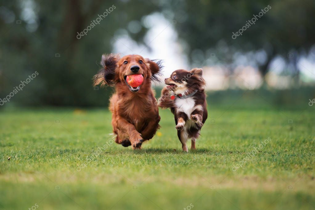 Tres Perros Grandes Jugando Juntos En Park Foto de archivo - Imagen de  grupo, juegos: 227244222