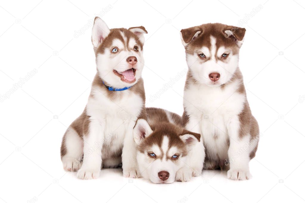 three siberian husky puppies posing on white background