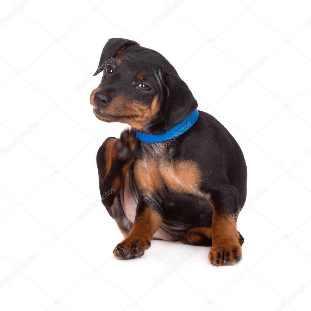 black puppy in a collar itching and scratching on white background