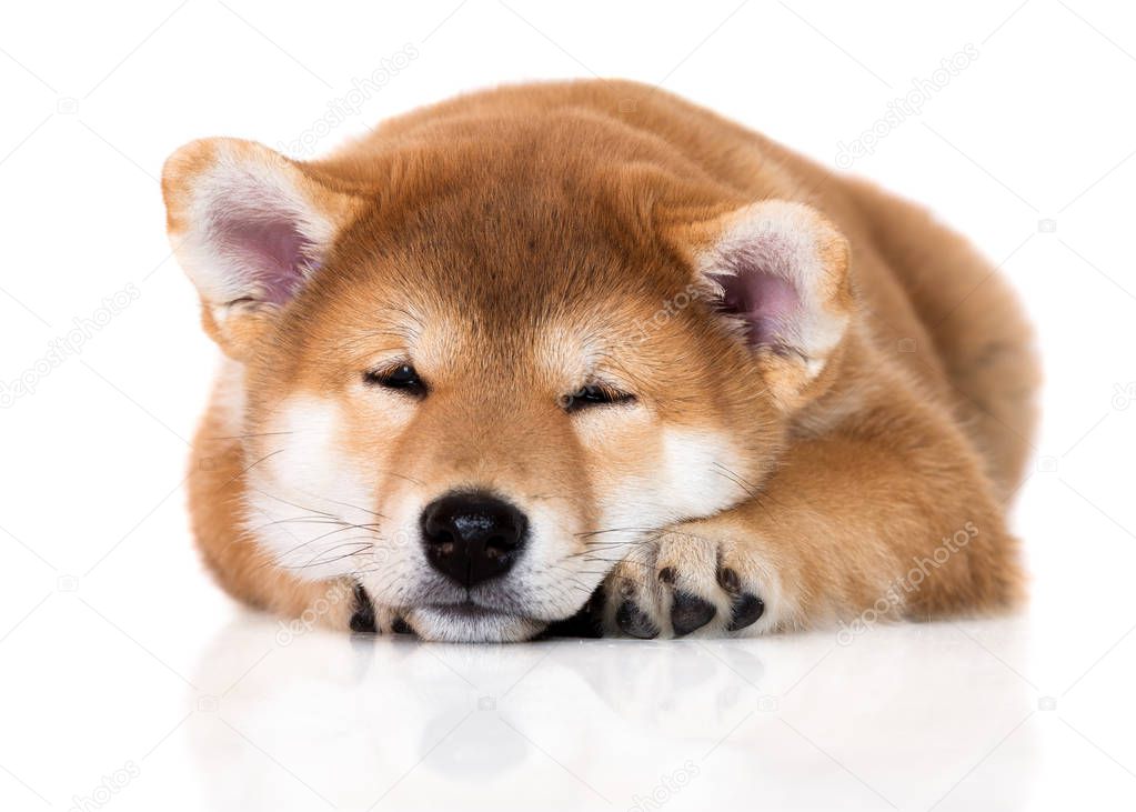 shiba inu puppy lying down on white background