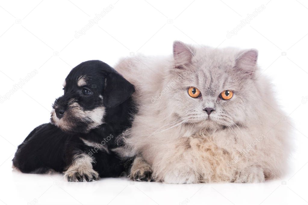 adorable puppy and fluffy cat posing together on white background