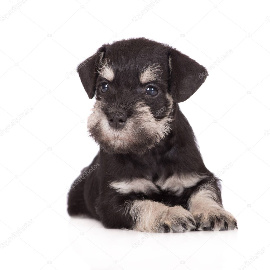black miniature schnauzer puppy on white background