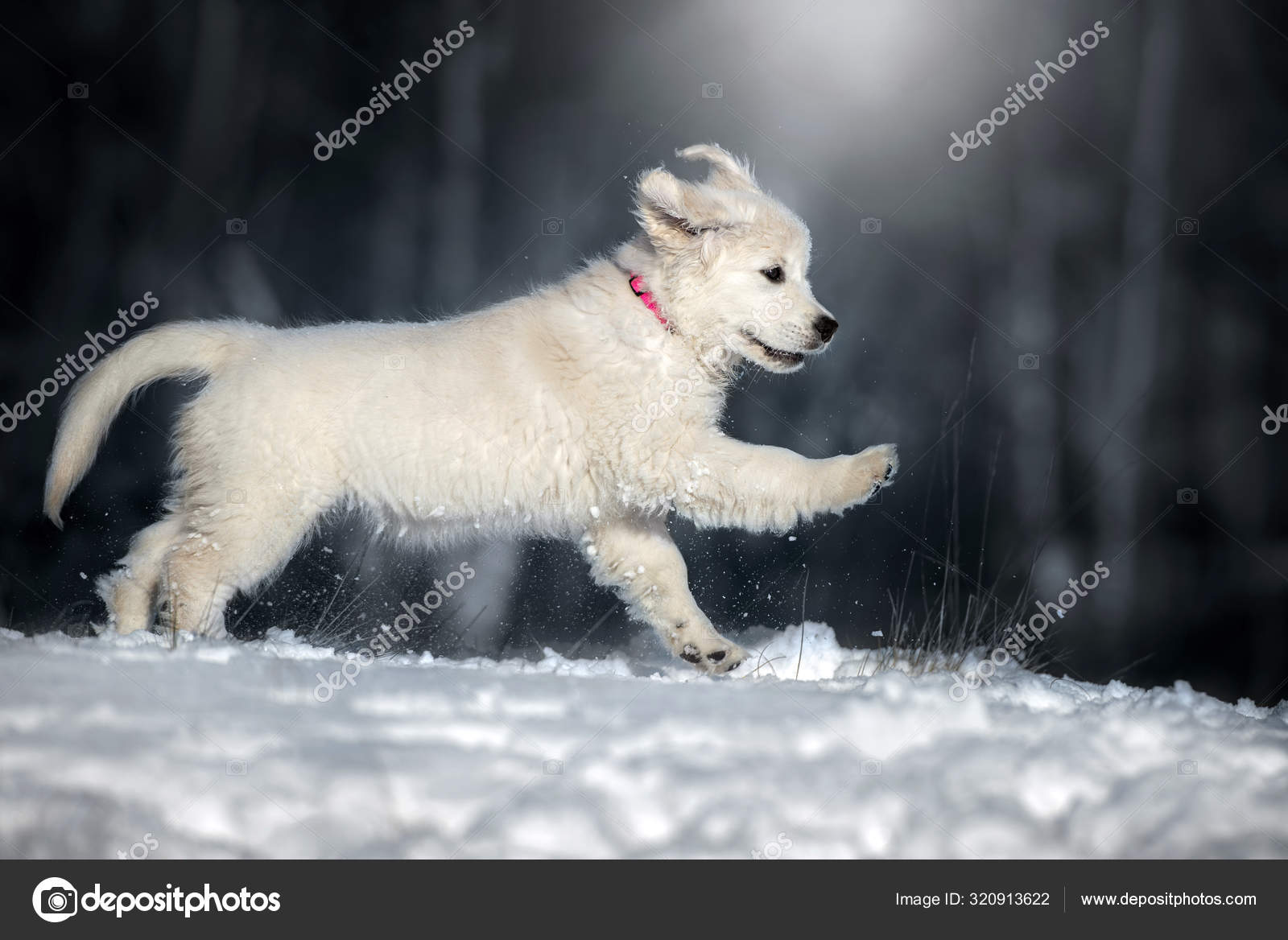 Snow White White Retriever Puppies Snow Albino Labrador Puppy