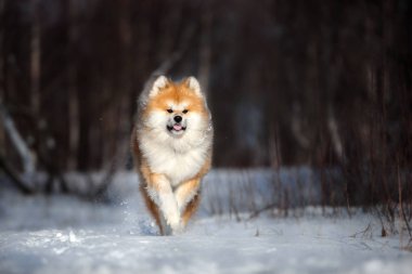 Akita Inu köpeği kışın dışarıda koşuyor.