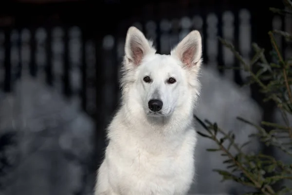 Adorable blanco suizo pastor perro retrato al aire libre — Foto de Stock