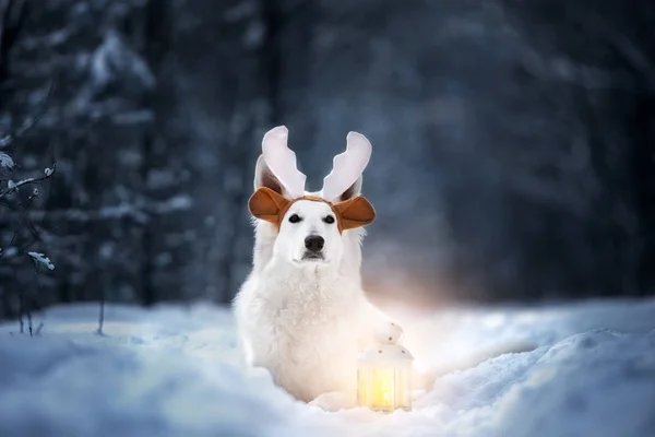 Biały pies pasterski pozowanie w zimowym lesie z lampą — Zdjęcie stockowe