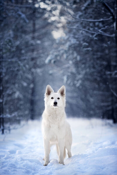 White shepherd dog standing in the forest in winter